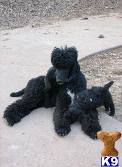 Dogs for Sale in GA